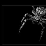 Black_Spider